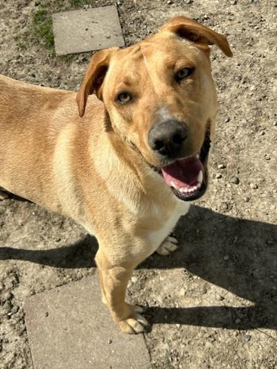 Shane, Adoptable, Adult Male Shepherd & Labrador Retriever.