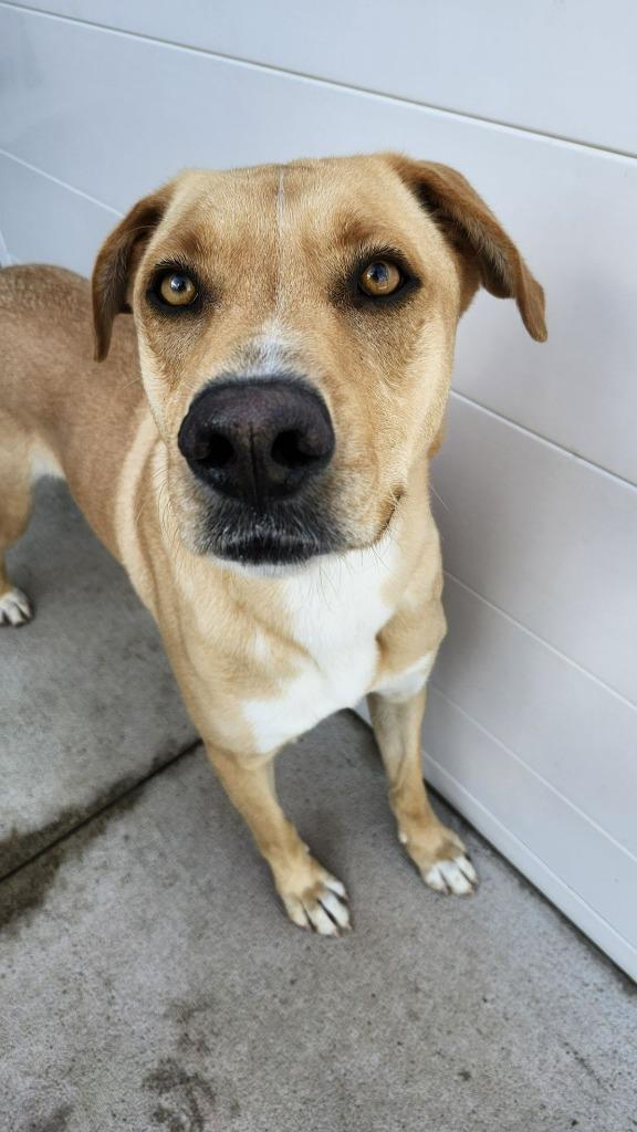 Shane, Adoptable, Adult Male Shepherd & Labrador Retriever.