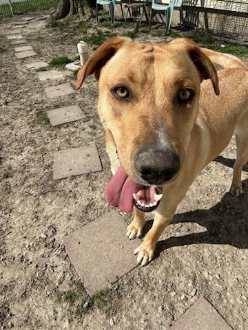 Shane, a Adoptable mixed breed in Portland, IN image 3/6
