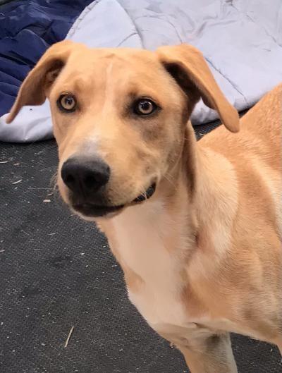 Enlarge Shane, a Adoptable mixed breed in Portland, IN image 3/6