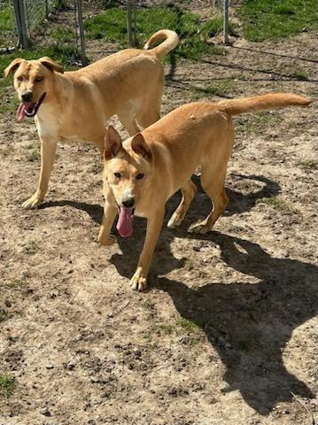 Shane, a Adoptable mixed breed in Portland, IN image 6/6