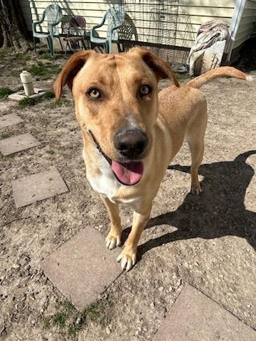 Enlarge Shane, a Adoptable mixed breed in Portland, IN image 6/6
