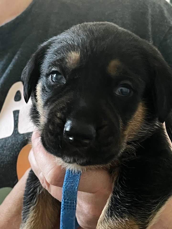 Enlarge Gemstone puppies Male, a Adoptable mixed breed in Mooresville, NC image 1/2