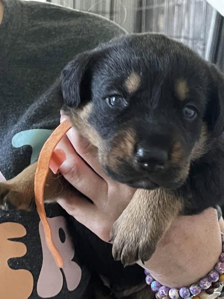 Enlarge Gemstone puppies Male, a Adoptable mixed breed in Mooresville, NC image 2/2