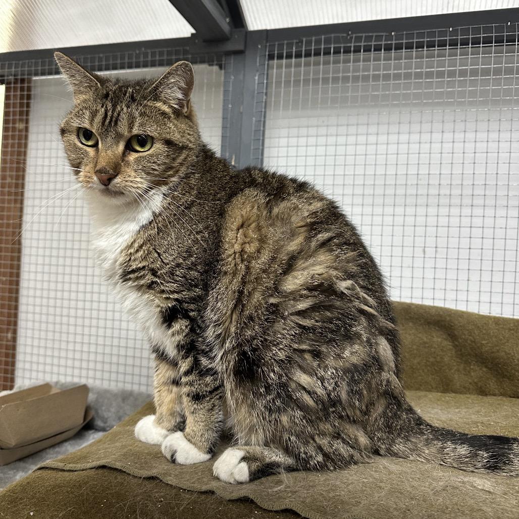 Beanie — thumbnail 2