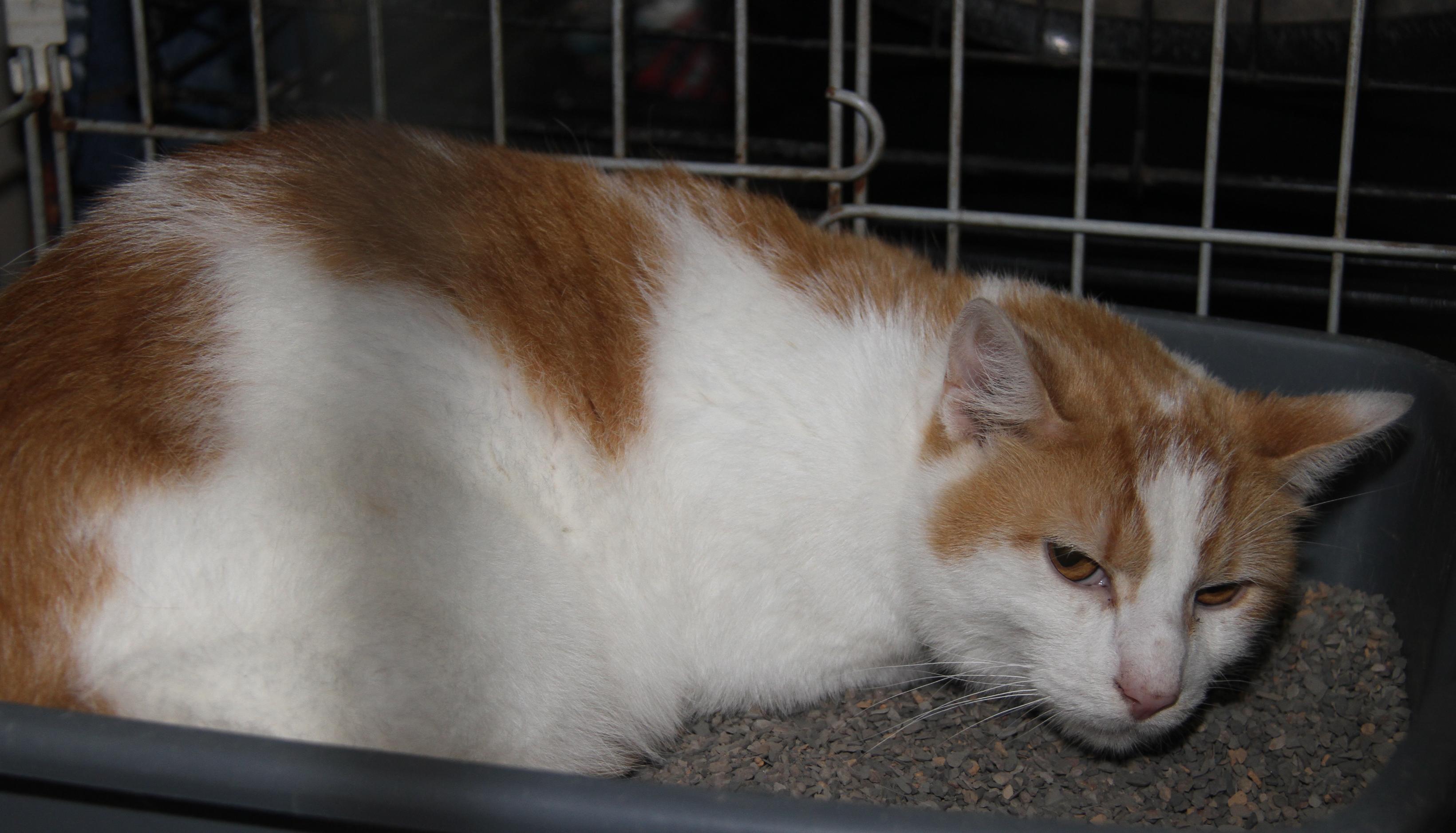 Enlarge Beans (Neutered) (Bonded Pair w/Frank), an adopted mixed breed in Marietta, OH image 3/6