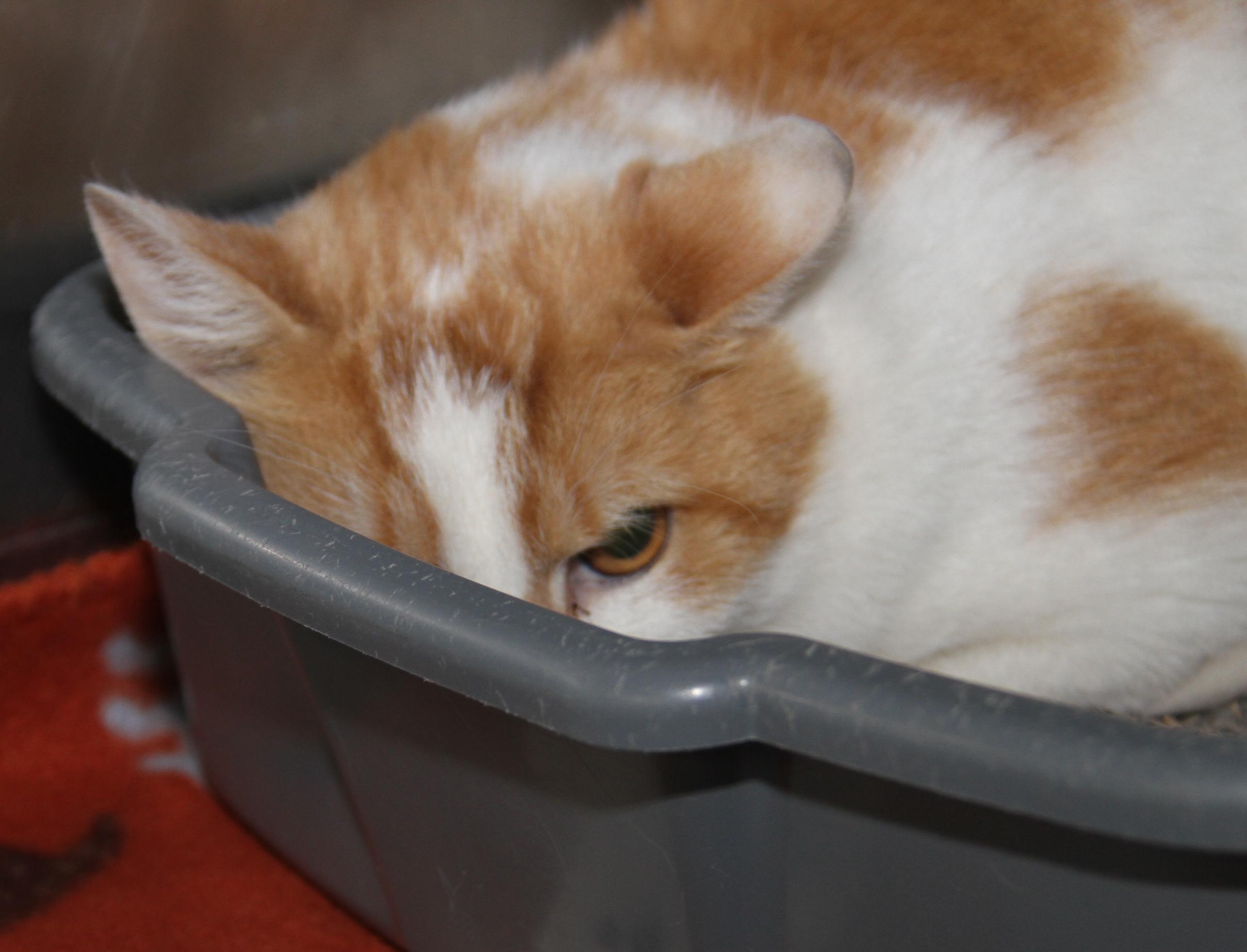 Enlarge Beans (Neutered) (Bonded Pair w/Frank), an adopted mixed breed in Marietta, OH image 5/6