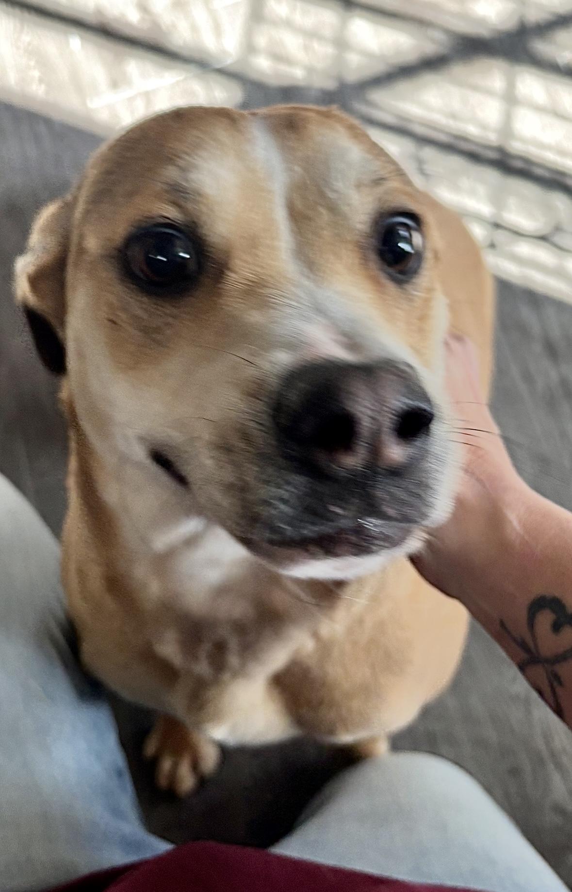 Enlarge Cookie, a Adopted mixed breed in Gardnerville, NV image 1/2