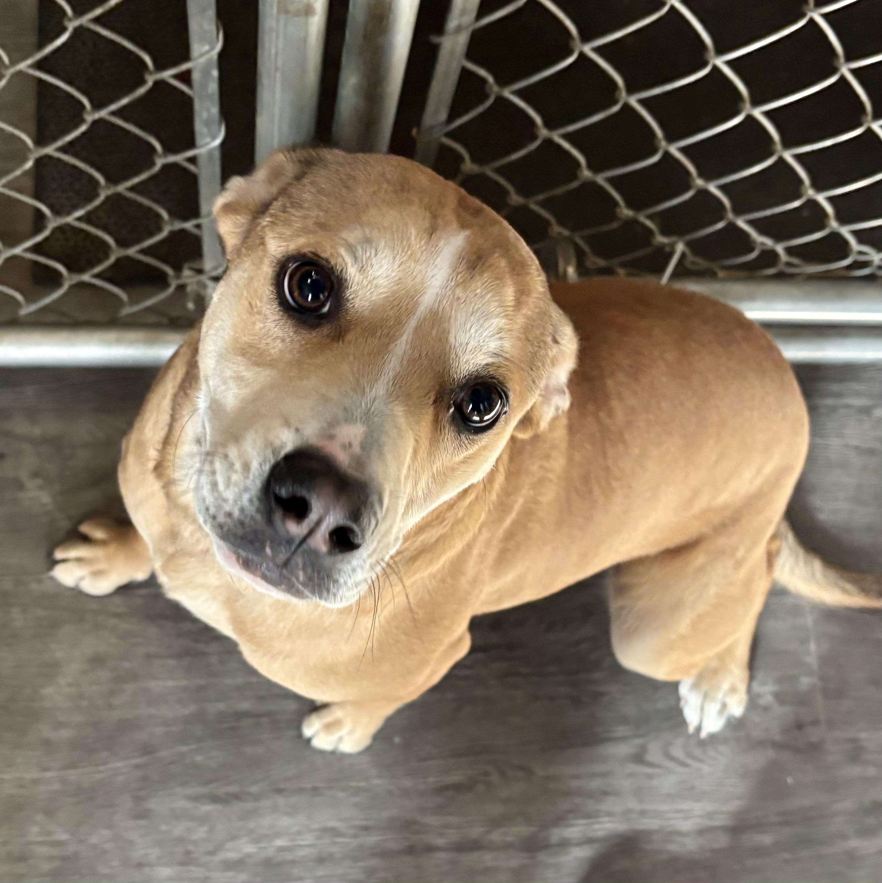 Enlarge Cookie, a Adopted mixed breed in Gardnerville, NV image 2/2