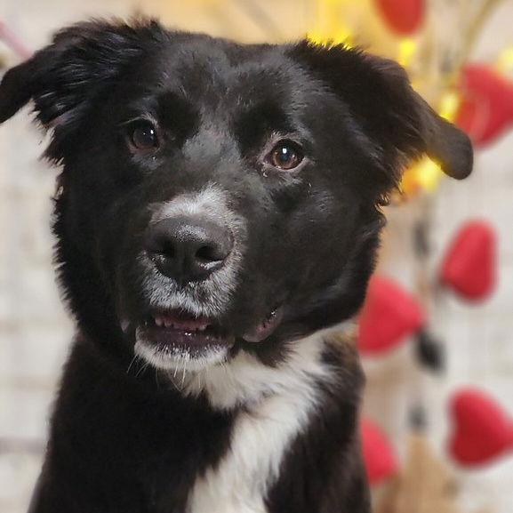 Enlarge Penny, a Adoptable Border Collie in Sunnyvale, CA image 1/1