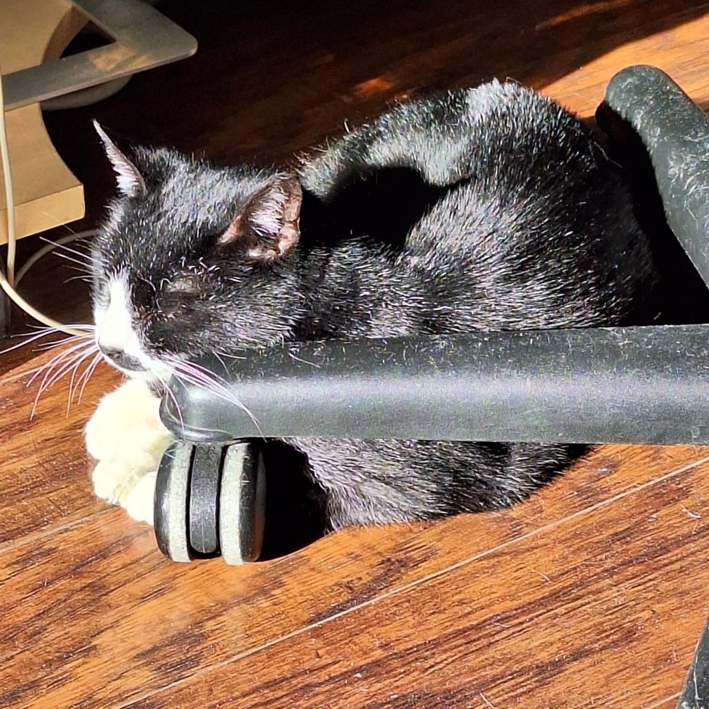 Eleanor, Adoptable, Senior Female Domestic Short Hair.