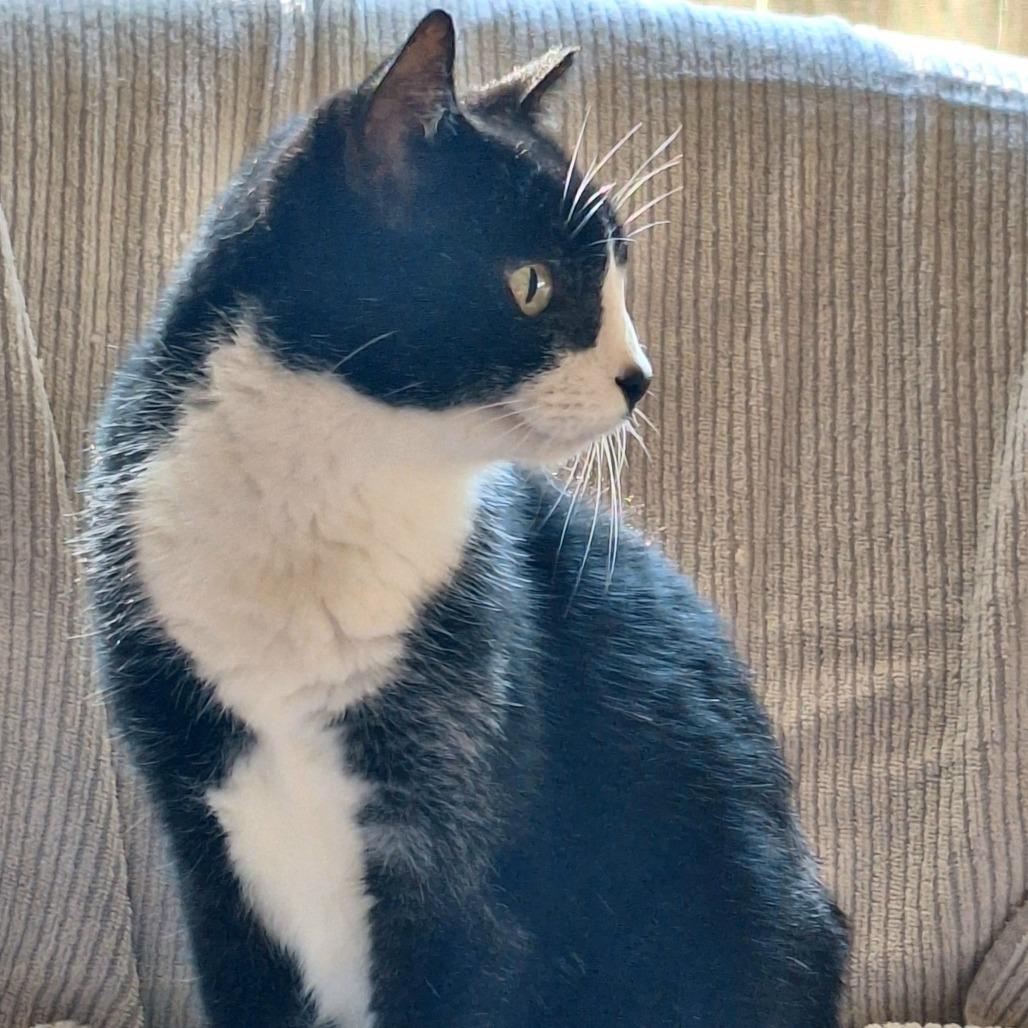 Enlarge Eleanor, a Adoptable Domestic Short Hair in Gainesville, FL image 2/6