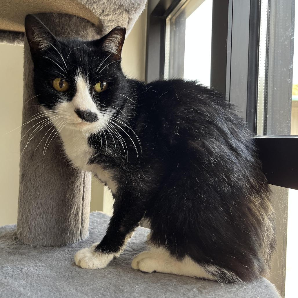 Enlarge Eleanor, a Adoptable Domestic Short Hair in Gainesville, FL image 4/6