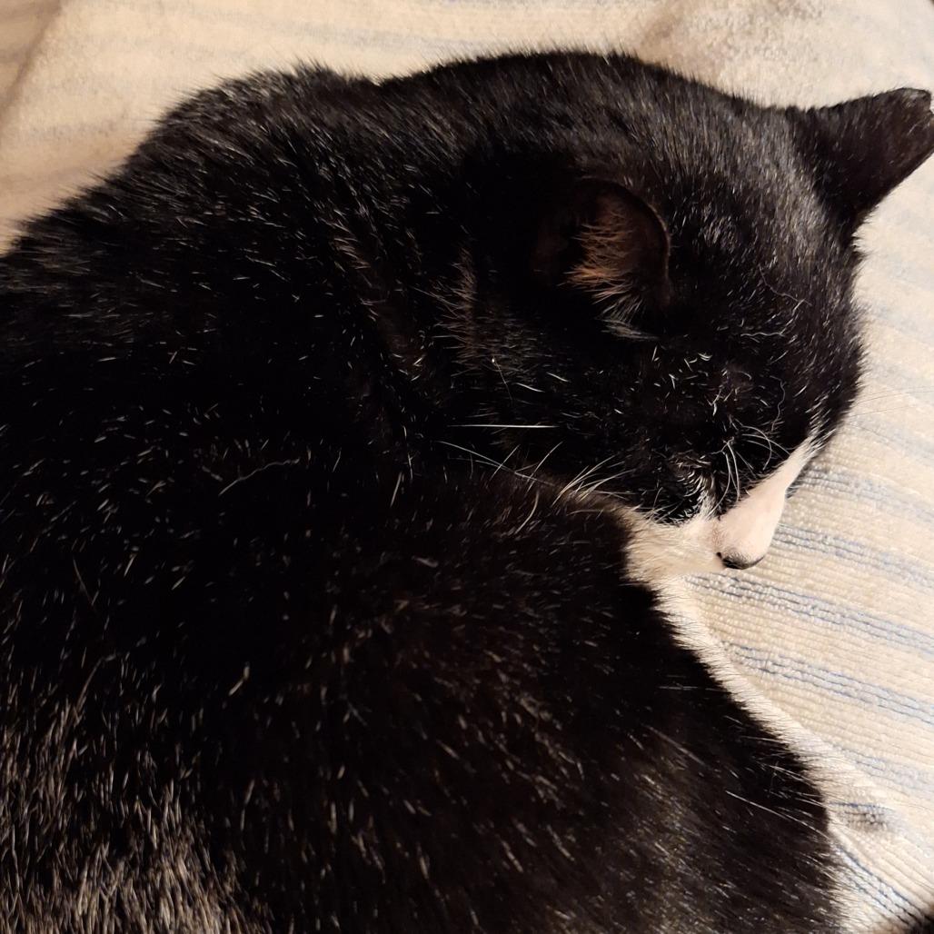 Enlarge Eleanor, a Adoptable Domestic Short Hair in Gainesville, FL image 5/6