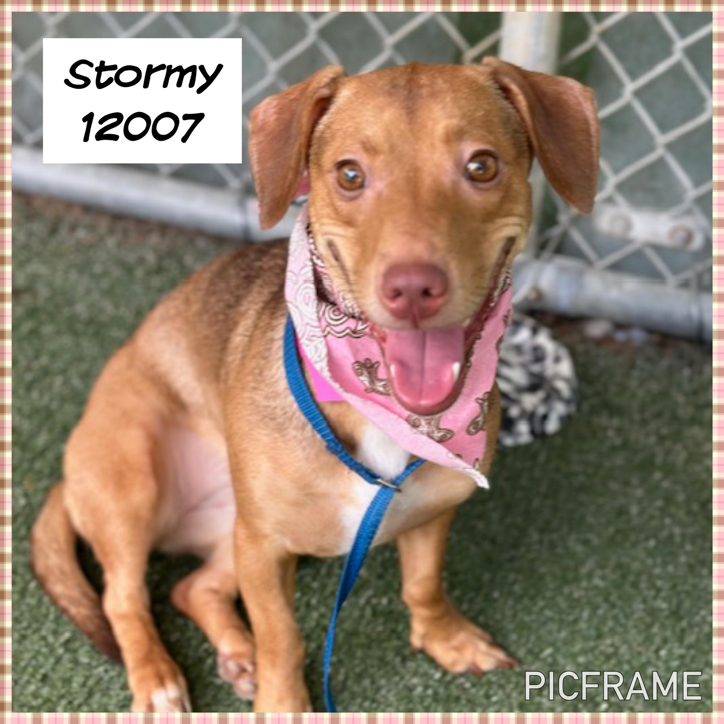 Dog available for adoption - 770-499-4136