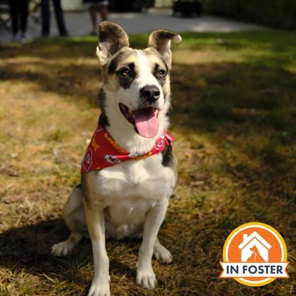 Enlarge Calli, a Adoptable mixed breed in Merriam, KS image 2/3