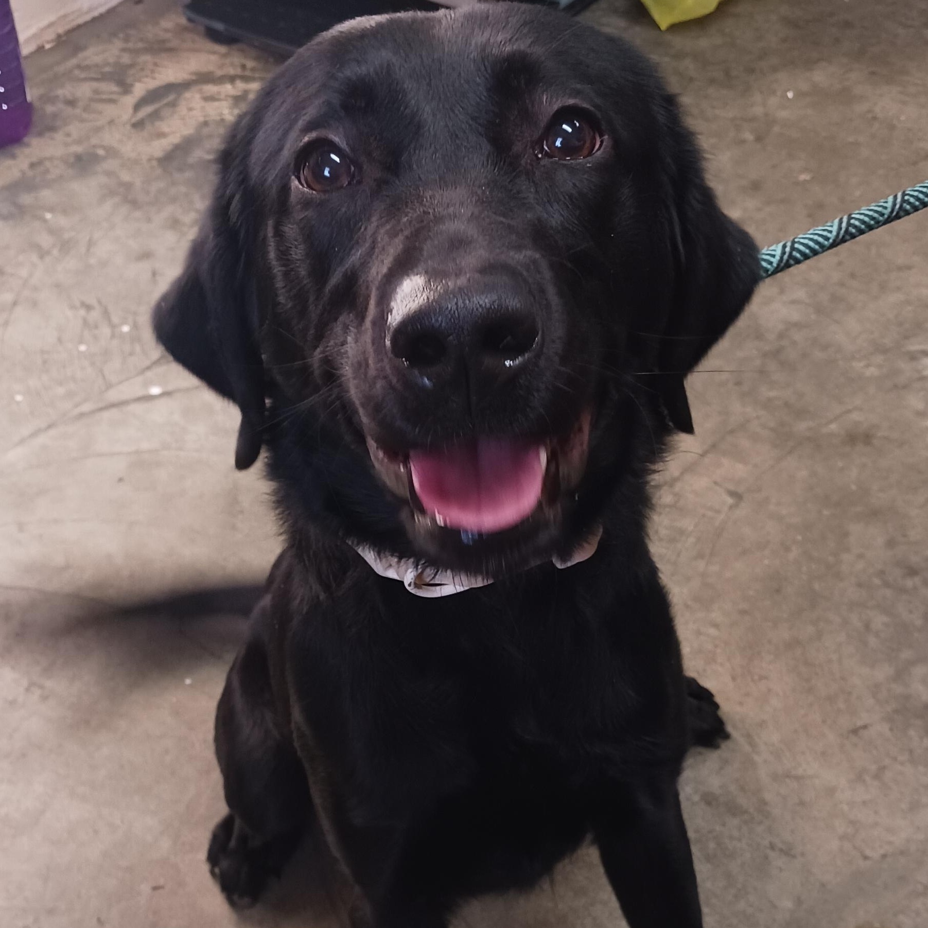 Koal, adopted, Young Male Black Labrador Retriever.
