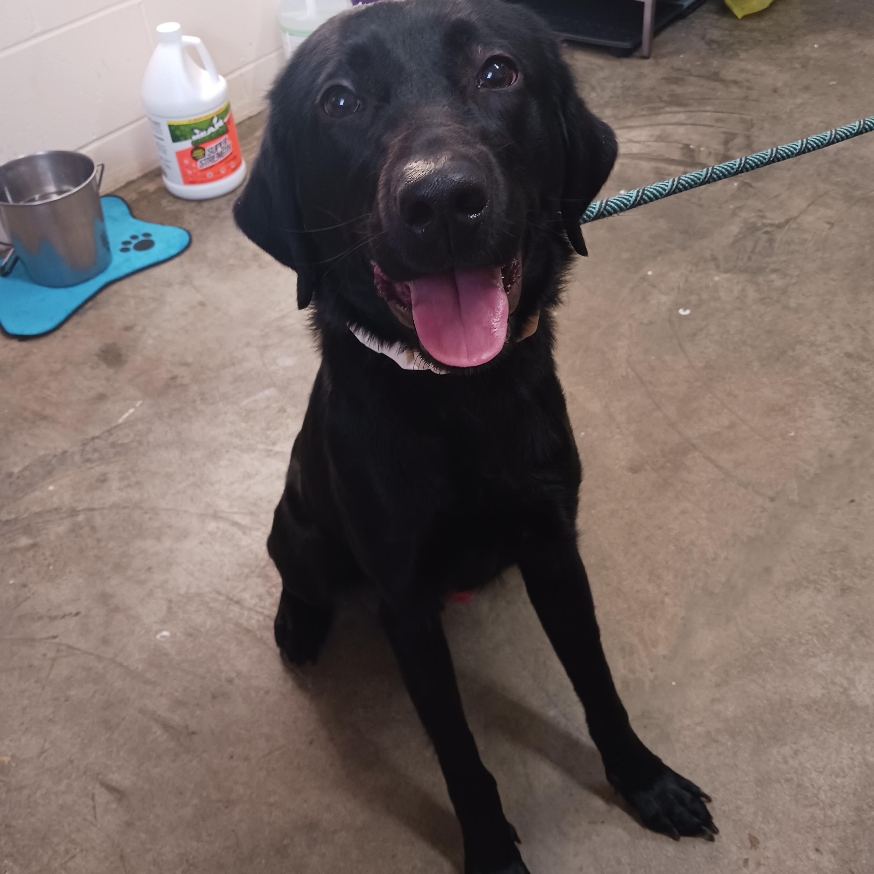 Enlarge Koal, an adopted Black Labrador Retriever in Saint Marys, WV image 2/5