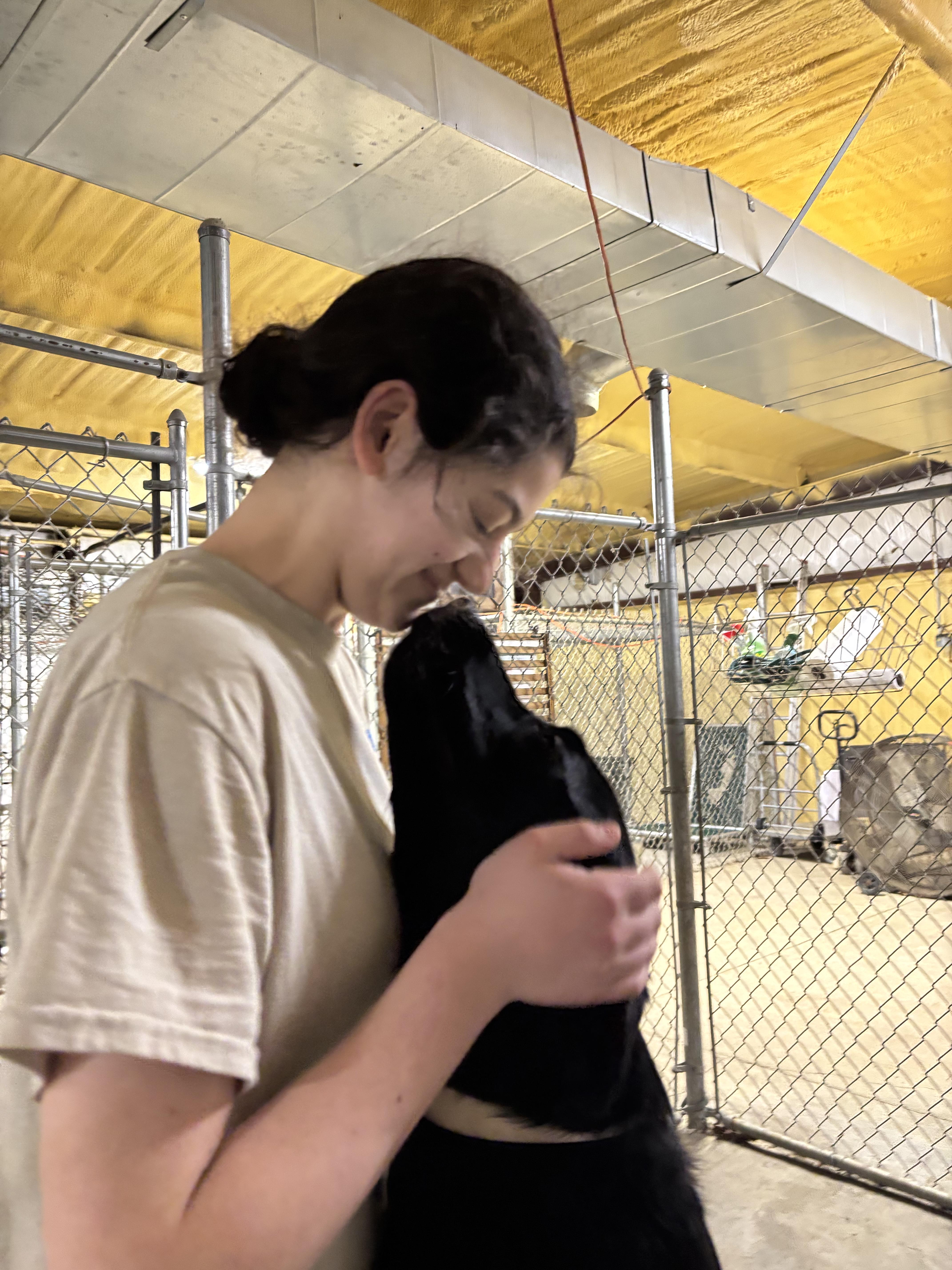 Enlarge Koal, an adopted Black Labrador Retriever in Saint Marys, WV image 5/5
