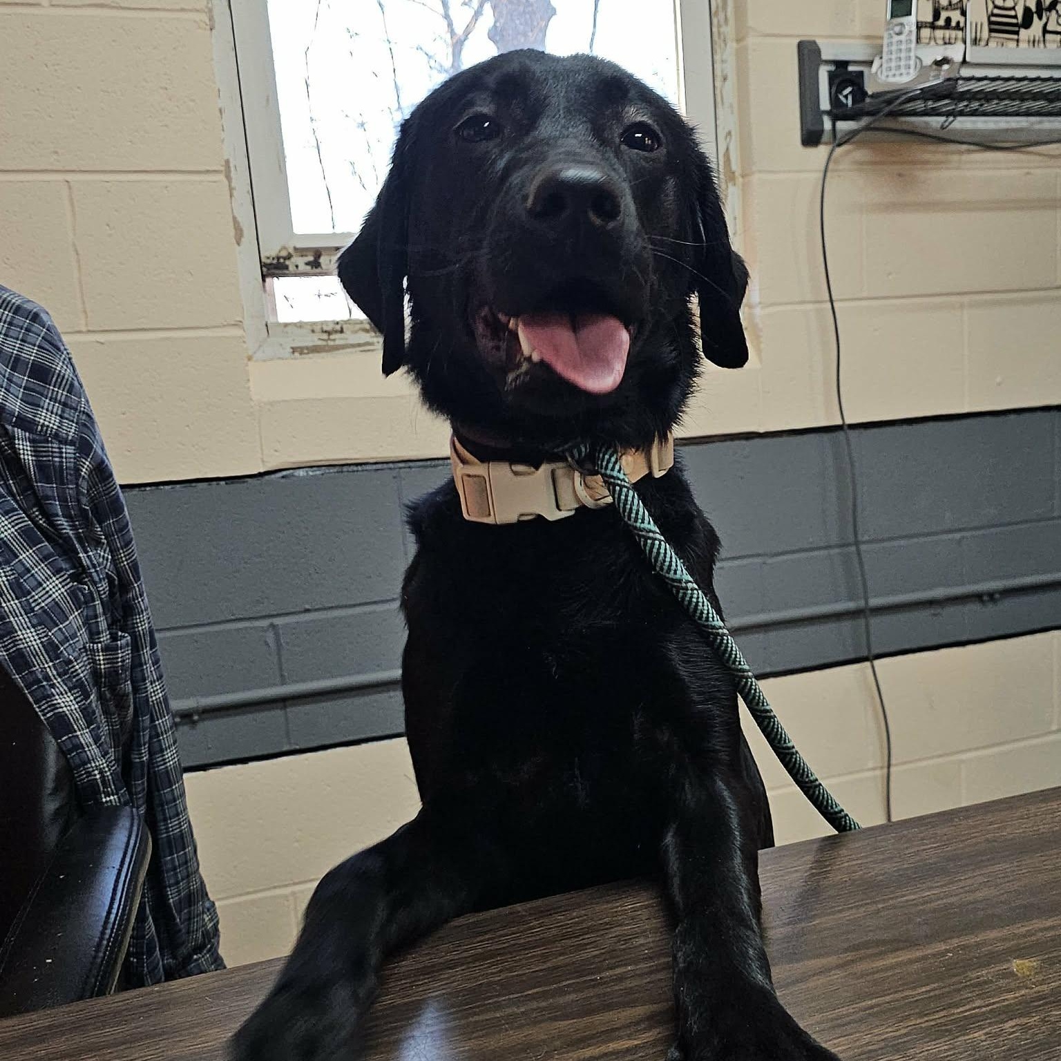 Enlarge Koal, an adopted Black Labrador Retriever in Saint Marys, WV image 3/5