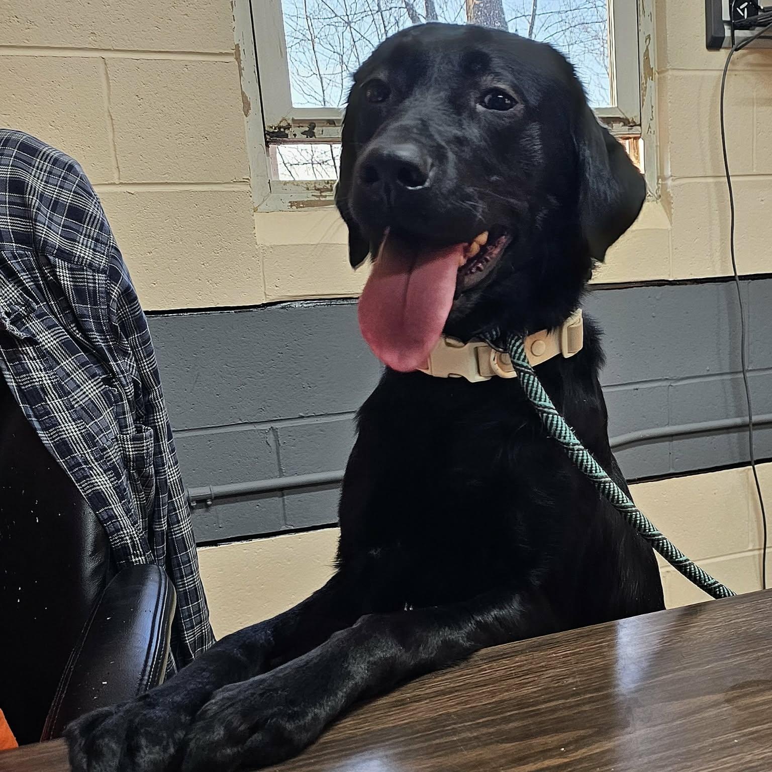Enlarge Koal, an adopted Black Labrador Retriever in Saint Marys, WV image 4/5