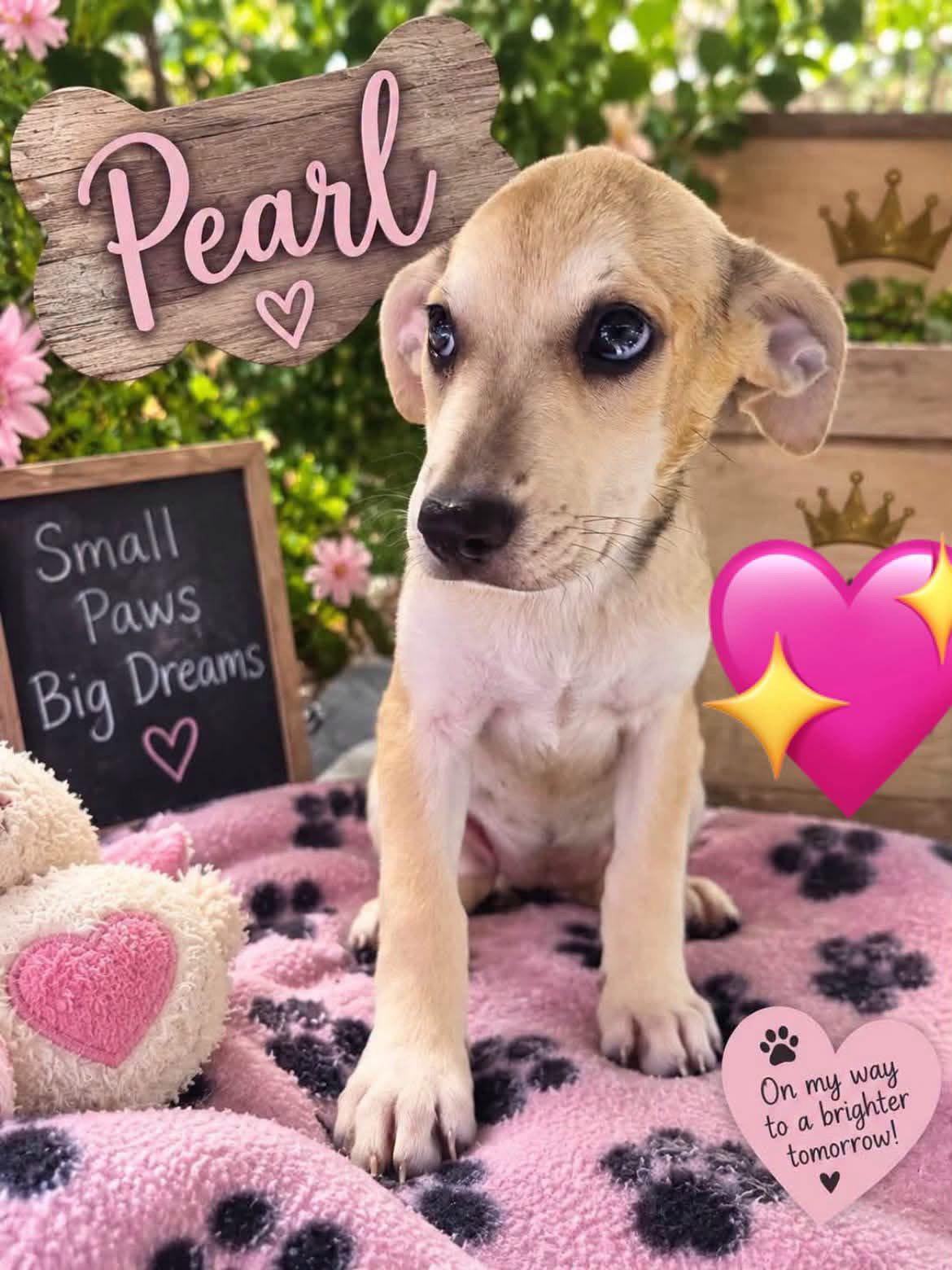 Enlarge Pearl, a Adoptable Catahoula Leopard Dog in New London, WI image 1/1