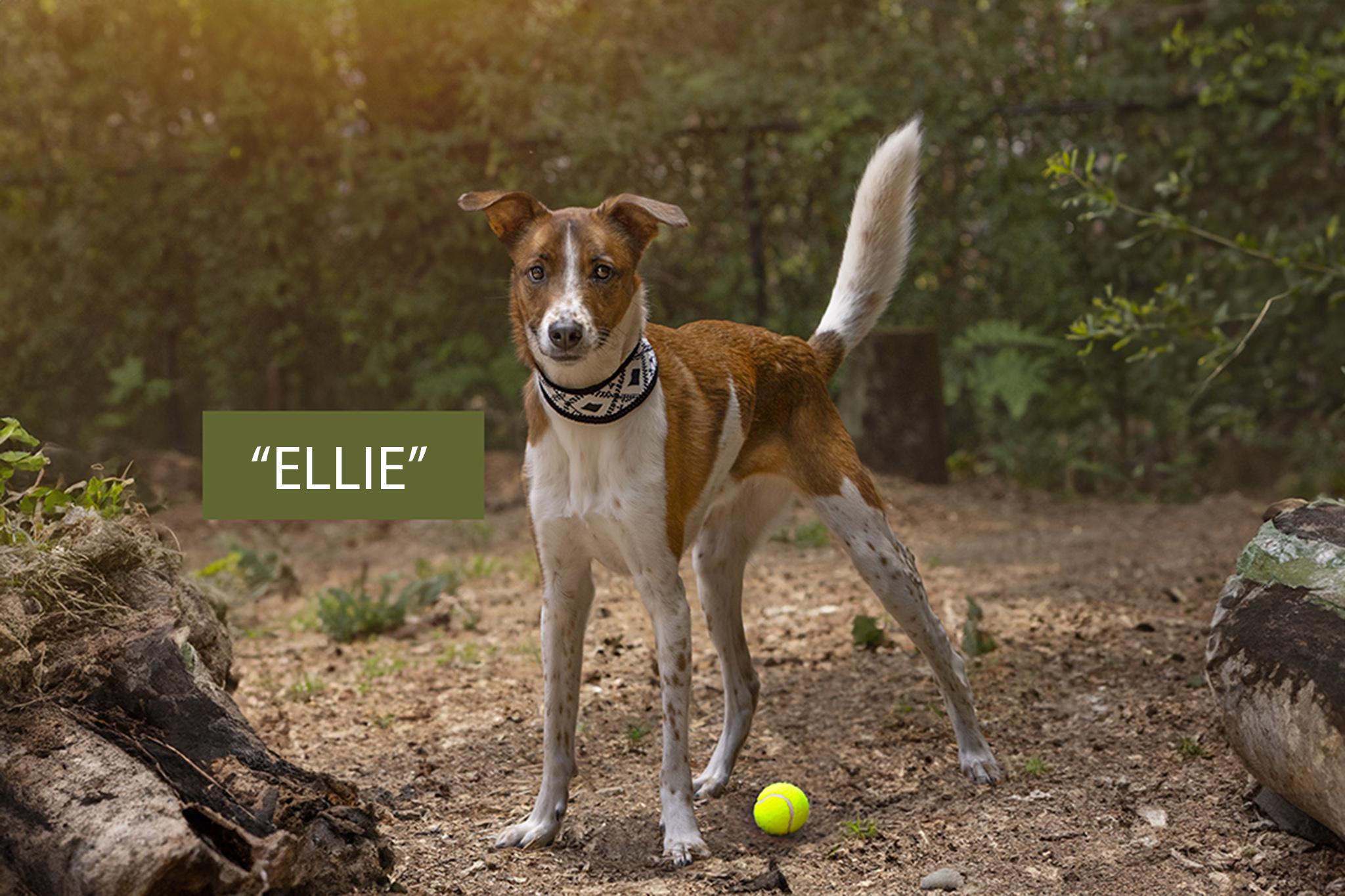Ellie