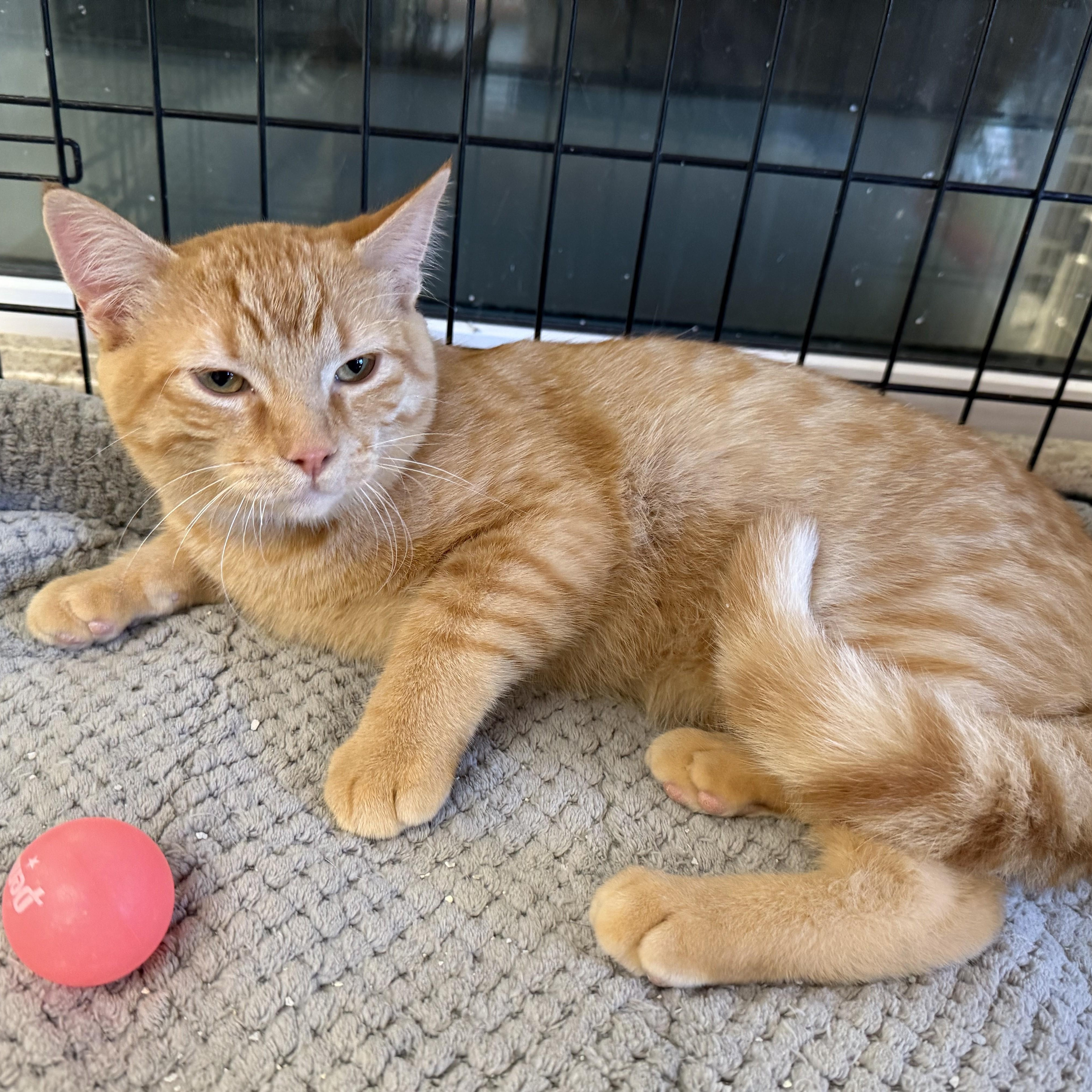 Enlarge BENNY, a Adoptable Domestic Short Hair in La Crescent, MN image 5/5