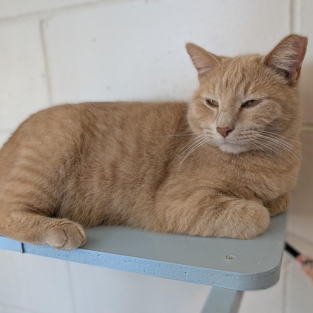 BENNY, Adoptable, Kitten Male Domestic Short Hair.