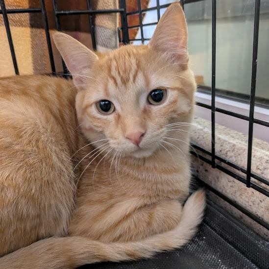 Enlarge BENNY, a Adoptable Domestic Short Hair in La Crescent, MN image 1/5