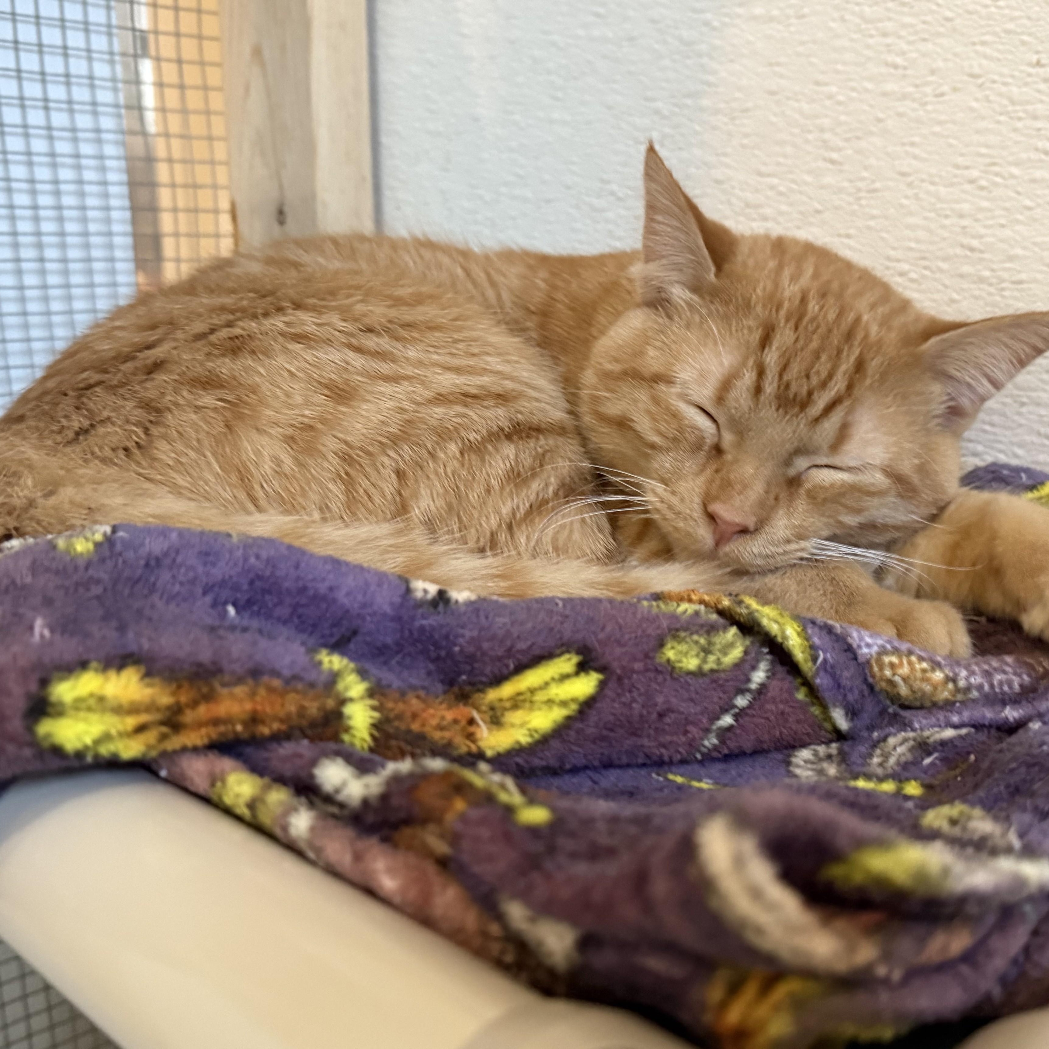 Enlarge BENNY, a Adoptable Domestic Short Hair in La Crescent, MN image 2/5