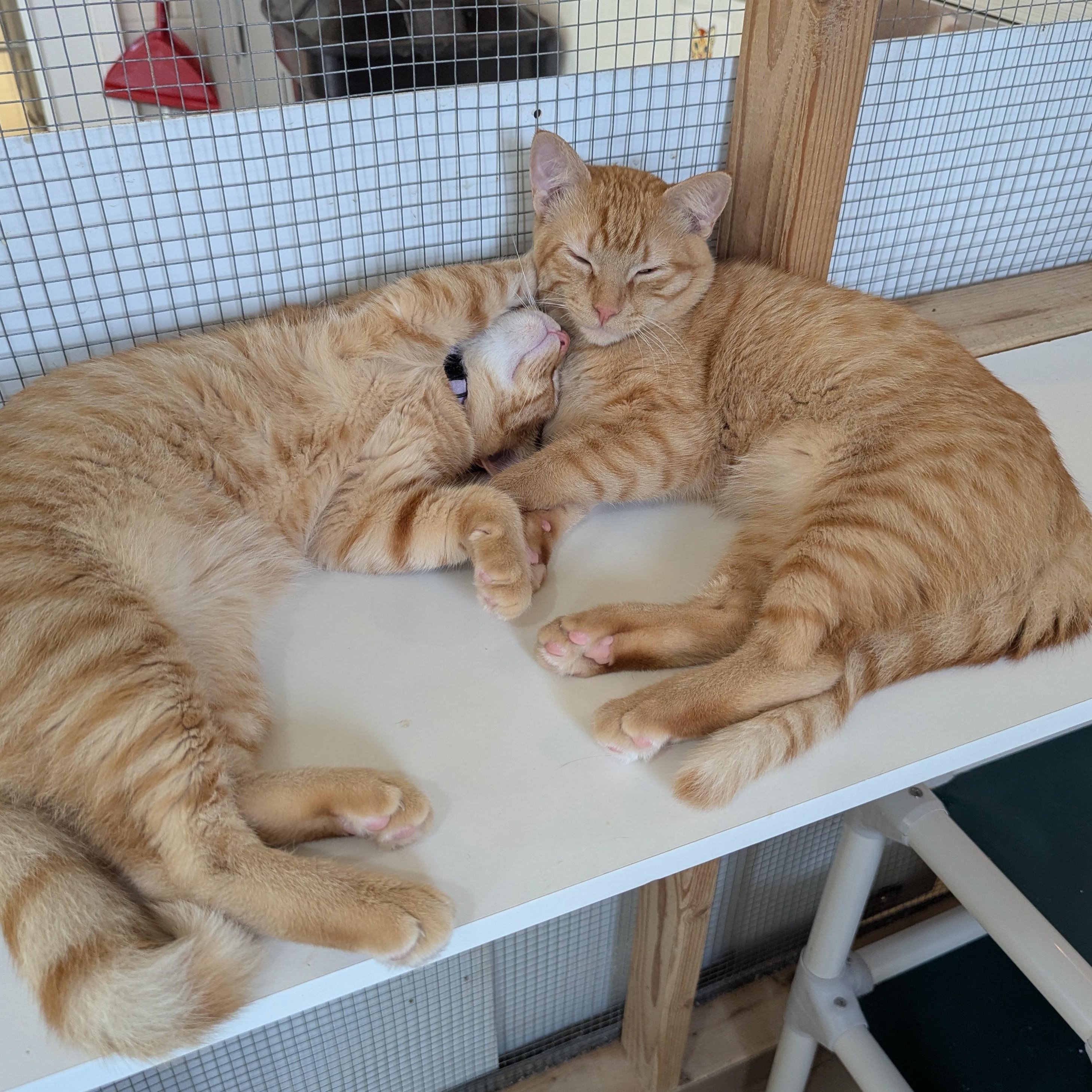 Enlarge BENNY, a Adoptable Domestic Short Hair in La Crescent, MN image 4/5