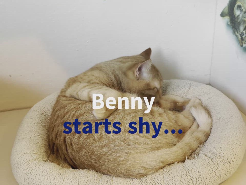 Enlarge BENNY, a Adoptable Domestic Short Hair in La Crescent, MN video 3/5