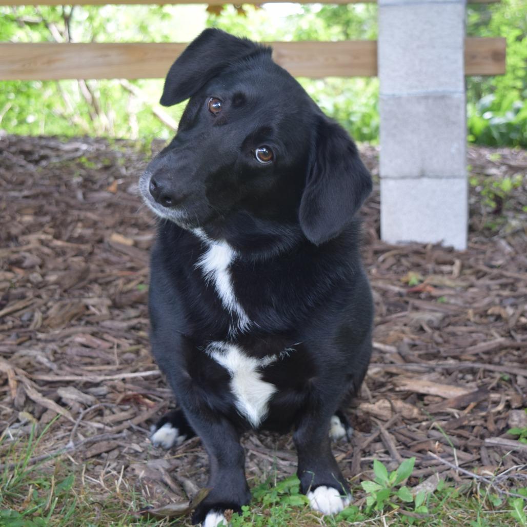 Enlarge Maybelline, a Adoptable Corgi in McKean, PA image 1/6