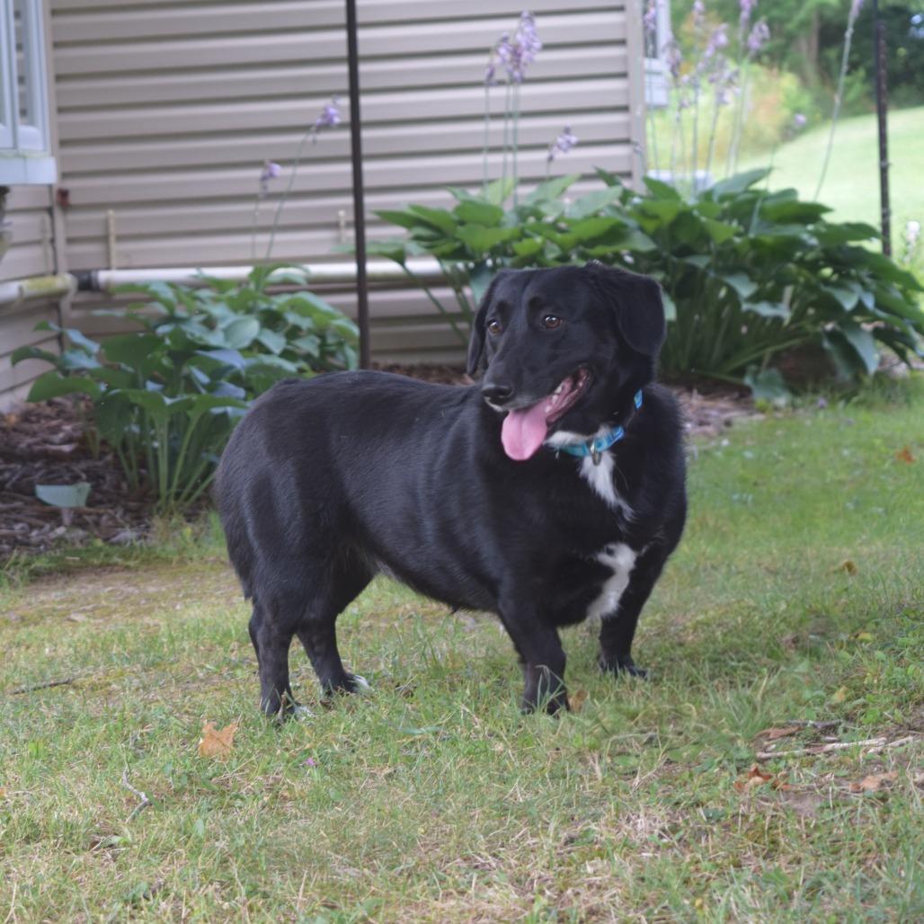 Enlarge Maybelline, a Adoptable Corgi in McKean, PA image 2/6