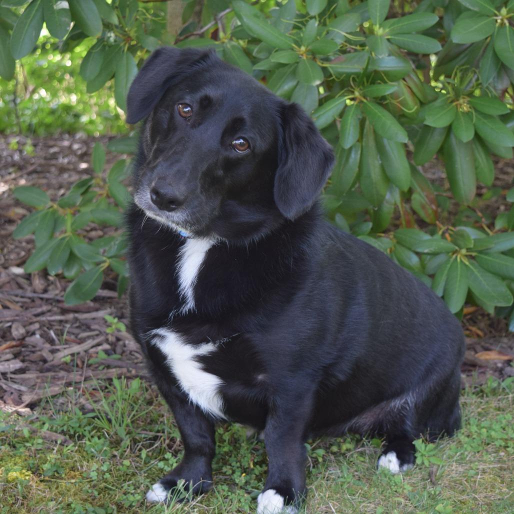 Enlarge Maybelline, a Adoptable Corgi in McKean, PA image 3/6