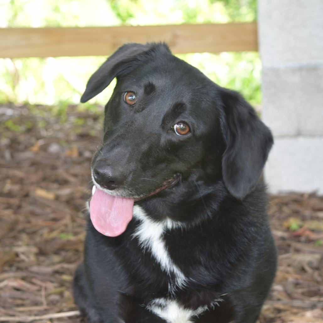 Enlarge Maybelline, a Adoptable Corgi in McKean, PA image 4/6
