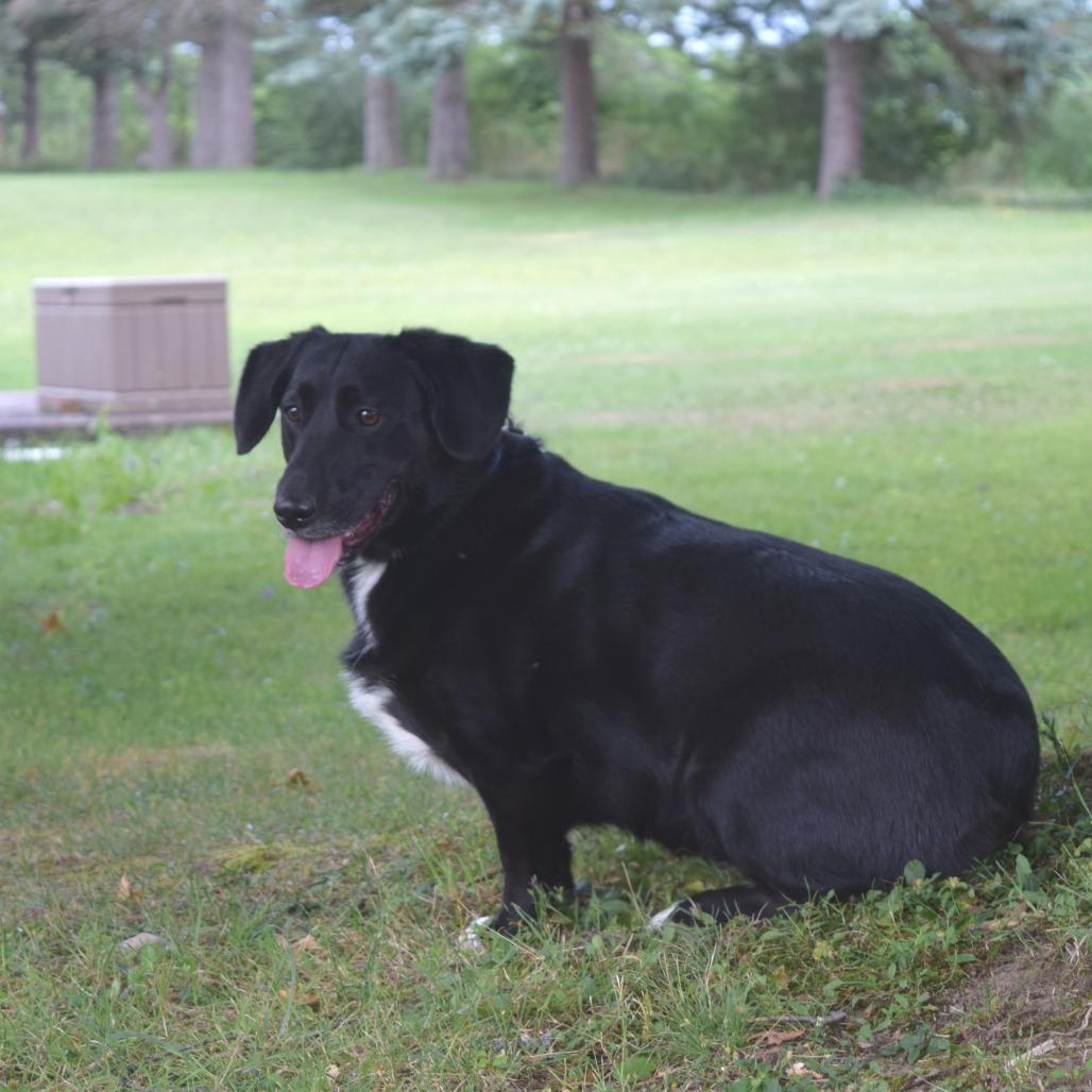 Enlarge Maybelline, a Adoptable Corgi in McKean, PA image 5/6
