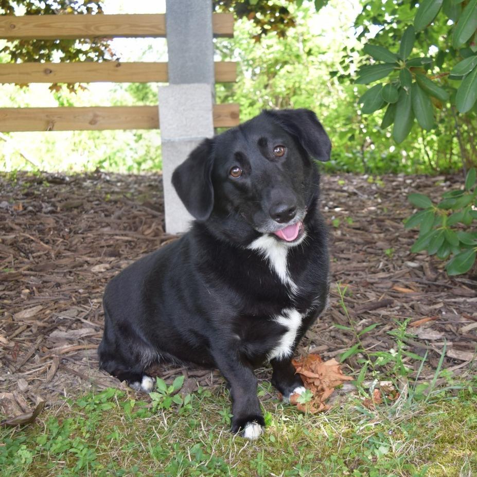 Enlarge Maybelline, a Adoptable Corgi in McKean, PA image 6/6