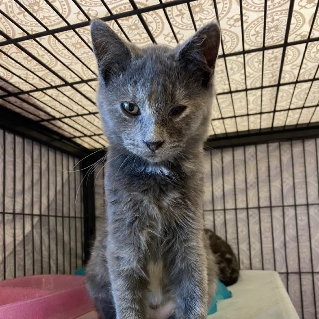 Guava, Adoptable, Young Female Domestic Short Hair.