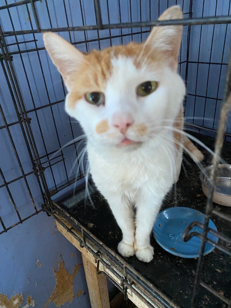 Rizzo- sweet boy; medical case 