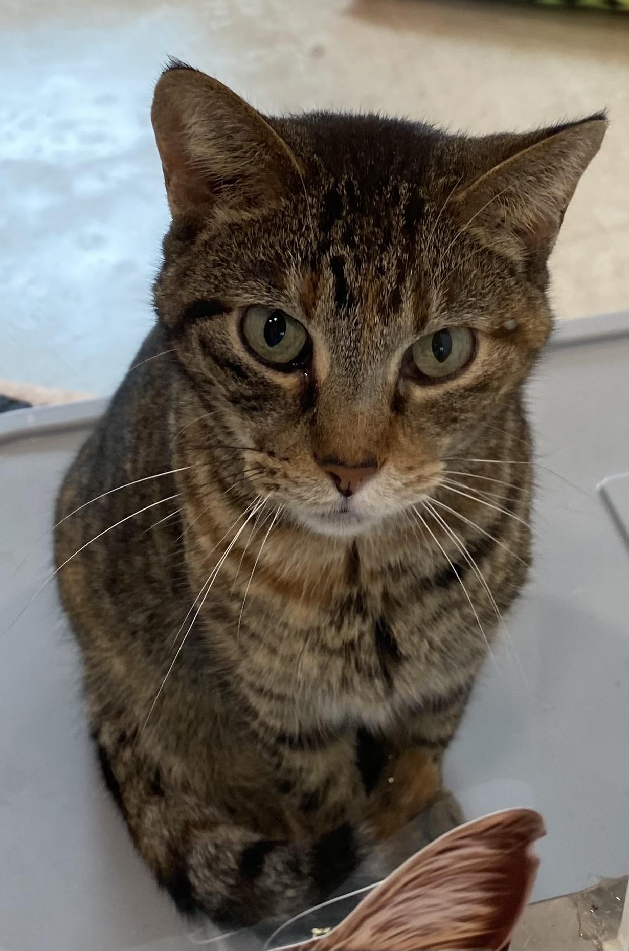 Casper, Adult Female Domestic Short Hair