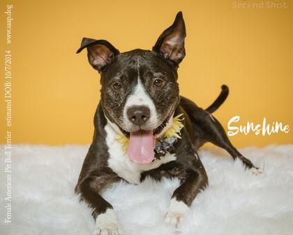 Sunshine — thumbnail 3