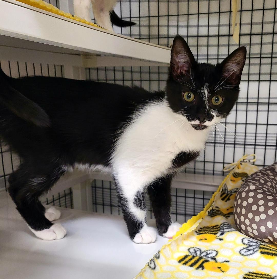 Enlarge The Goodie litter!, a ADOPTABLE Domestic Short Hair in Kirkland, WA image 1/4