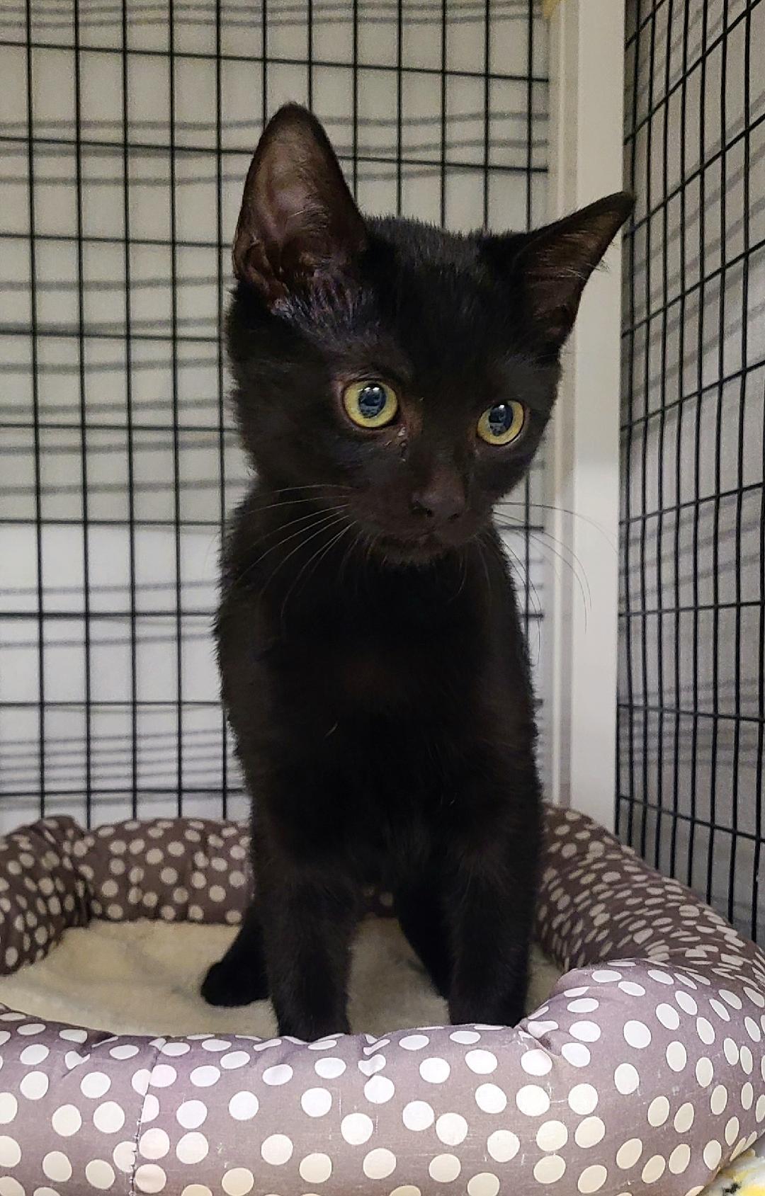 Enlarge The Goodie litter!, a ADOPTABLE Domestic Short Hair in Kirkland, WA image 2/4