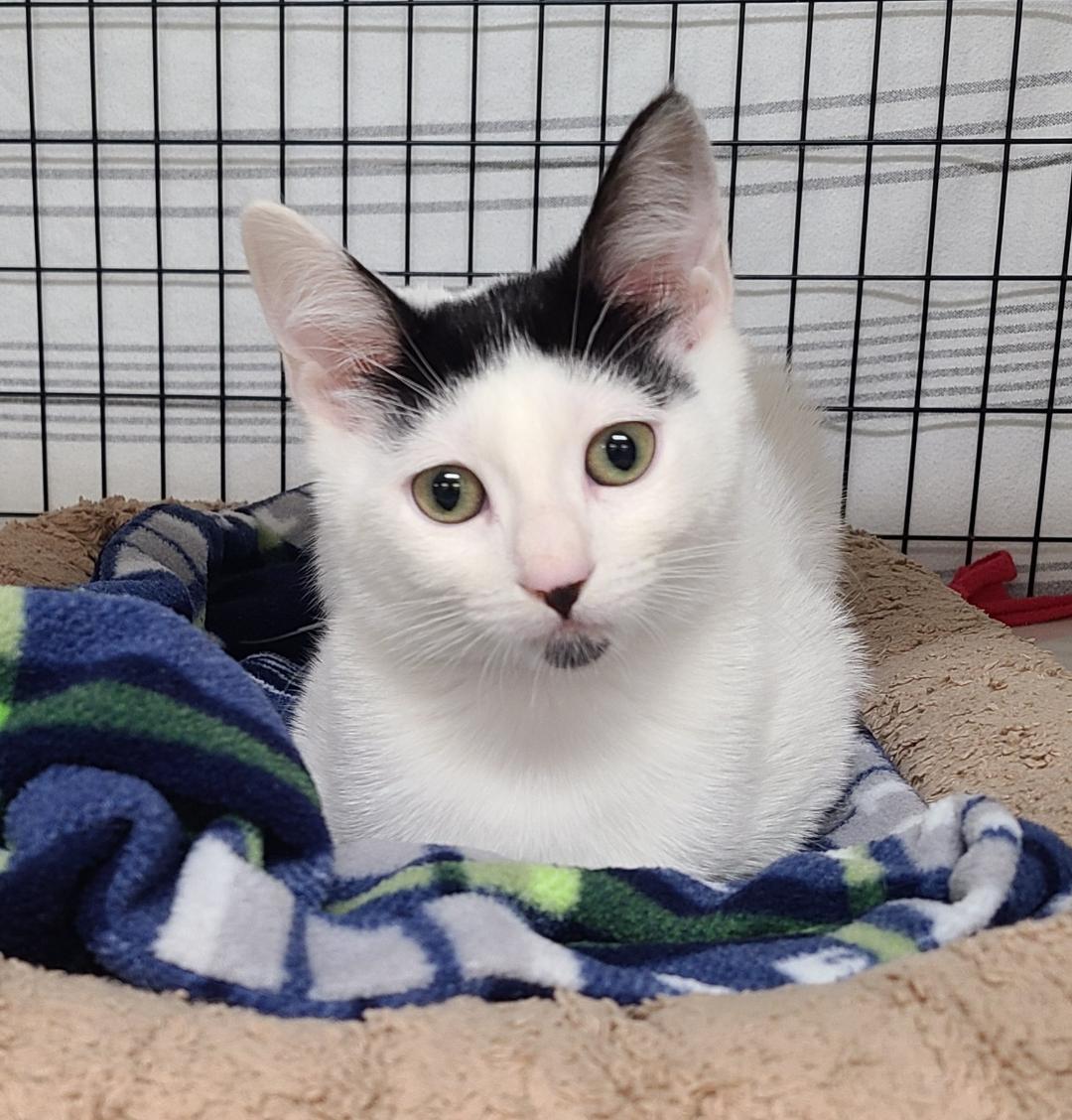 Enlarge The Goodie litter!, a ADOPTABLE Domestic Short Hair in Kirkland, WA image 3/4