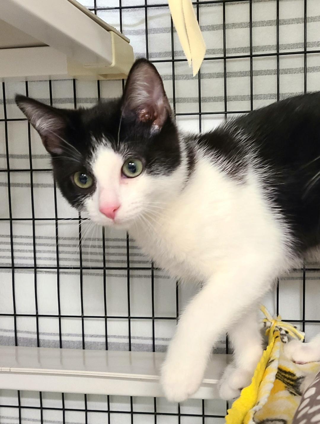 Enlarge The Goodie litter!, a ADOPTABLE Domestic Short Hair in Kirkland, WA image 4/4