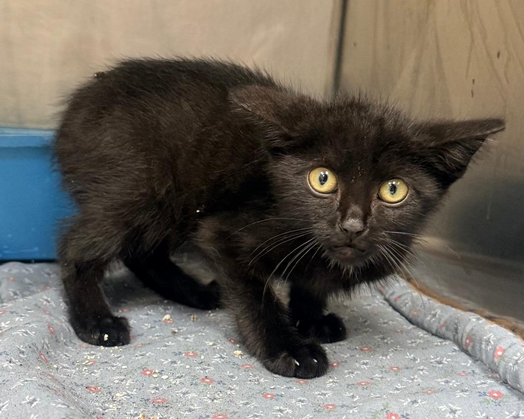 Tippy, Adoptable, Kitten Male Domestic Short Hair.