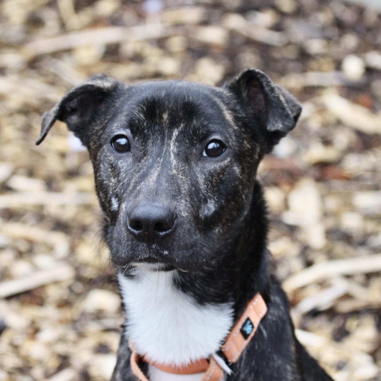 Enlarge Kash , an adopted mixed breed in Briarcliff Manor, NY image 1/3