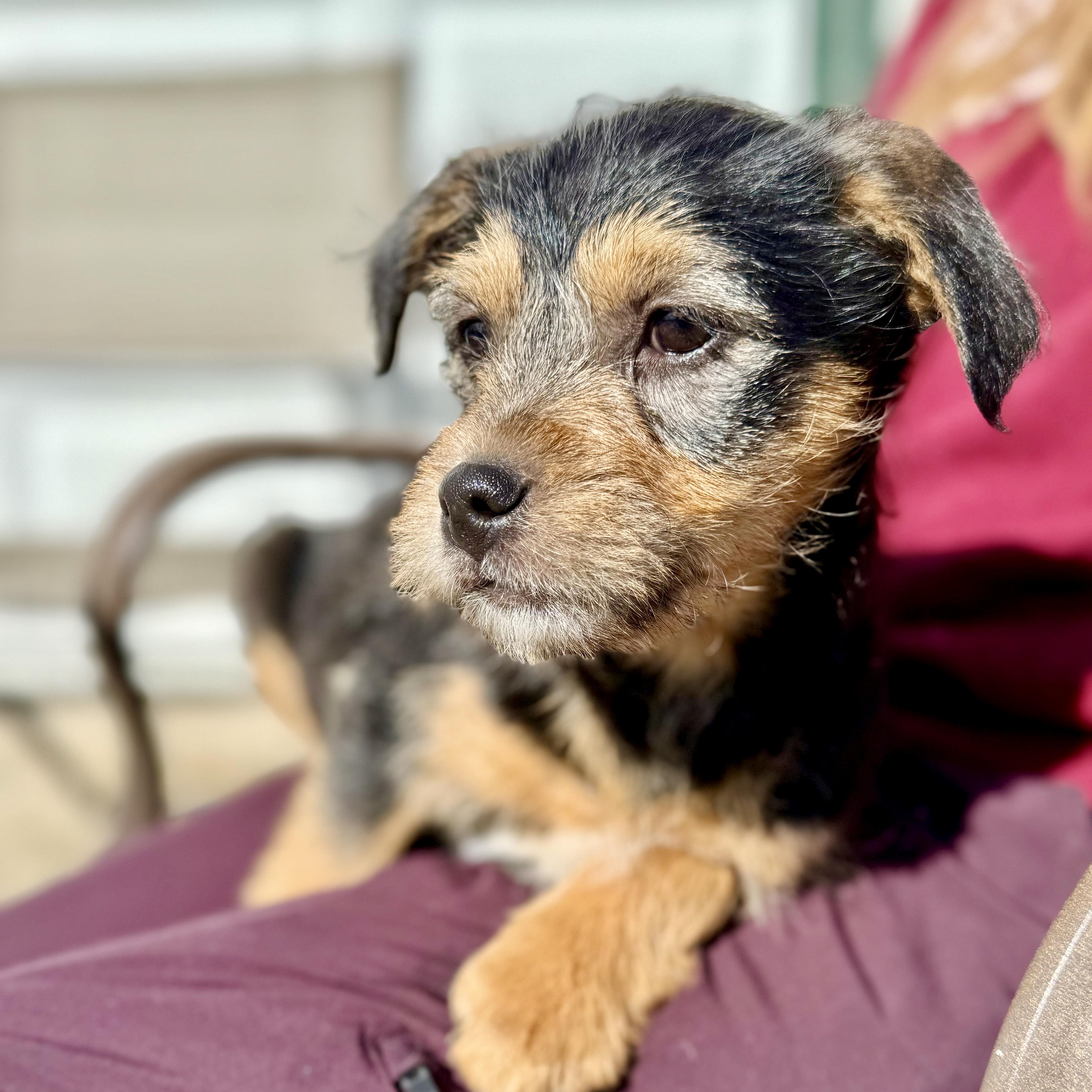 Enlarge Hershey, an adoptable mixed breed in modesto, CA image 5/5